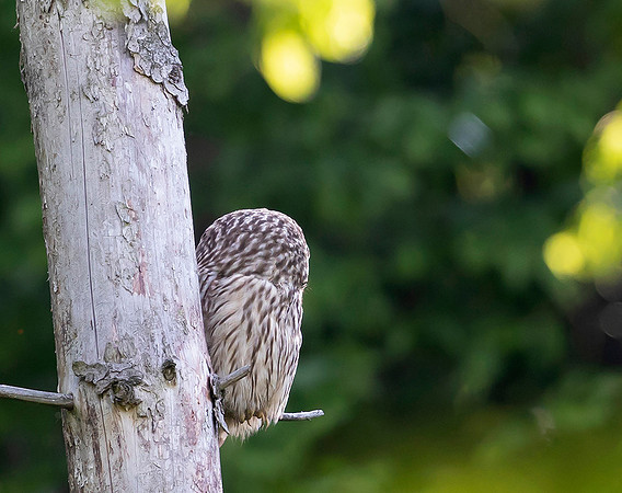 778a Oeraluil, Bükk Nationaal Park, 16-05-2019, 16A8544