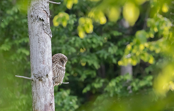 779 Oeraluil, Bükk Nationaal Park, 16-05-2019, 16A8532 II
