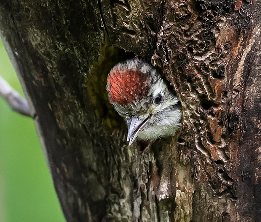 788 Kleine Bonte Specht juv ♂, Saly-Lator, Hongarije 15-05-2019, 16A8014
