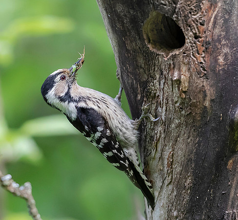 793 Kleine Bonte Specht ♀, Saly-Lator, Hongarije 15-05-2019, 16A8194