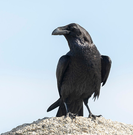 795 Raven ♂, Raaf, Trujillo 14-04-2019, S1A2937 def