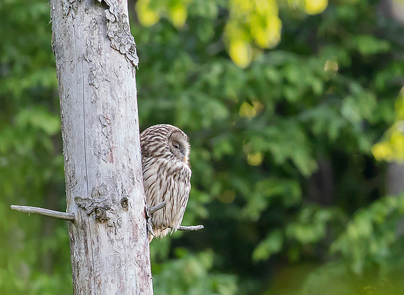 796 Oeraluil, Bükk Nationaal Park, 16-05-2019, 16A8527