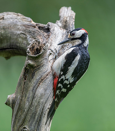 799 Grote Bonte Bonte Specht, Saly-Lator, Hongarije 17-05-2019, 16A8705 def c