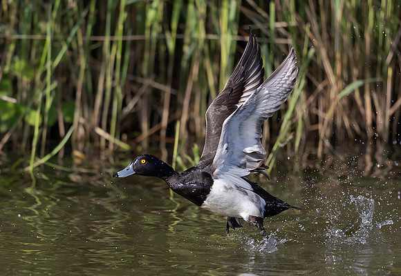803 Kuifeend ♂, Kockengen 09-05-2019, 16A6275 II