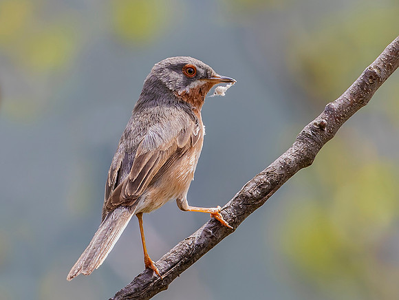 806 Baardgrasmus, Berzocana 23-04-2019, 16A0094 def