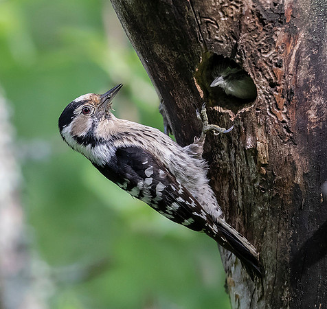 801 Kleine Bonte Specht ♀, Saly-Lator, Hongarije 15-05-2019, 16A7934