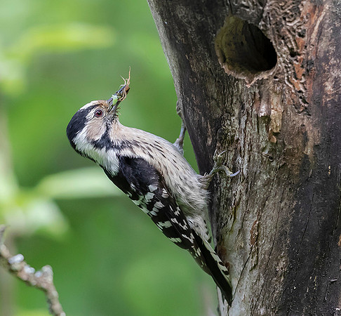 800 Kleine Bonte Specht ♀, Saly-Lator, Hongarije 15-05-2019, 16A8194