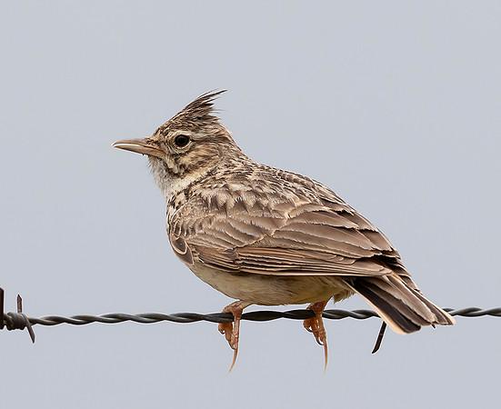 804 Crested Lark, Kuifleeuwerik, Campo Lugar 18-04-2019, 16A9318 crt