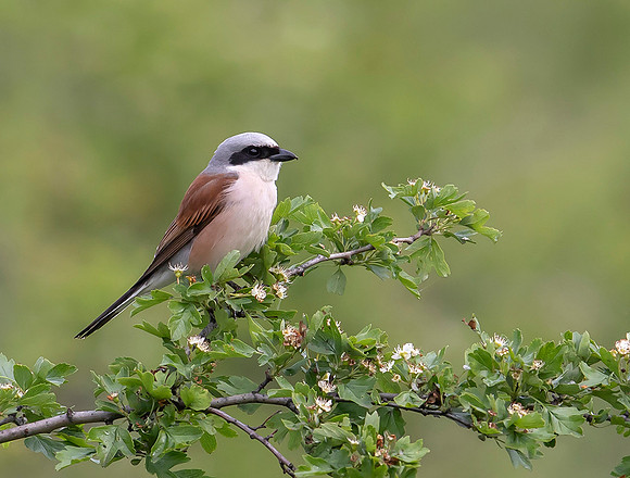 807 Grauwe Klauwier ♂, Tard dal, Hongarije 16-05-2019, 16A8280 - kopie