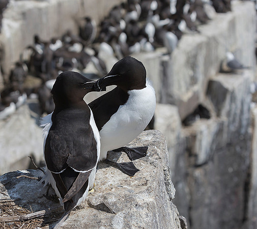 809 Alk, Farne Eilanden 15-06-2019, S1A7114 b