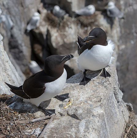 813 Alk, Farne Eilanden 15-06-2019, S1A7095