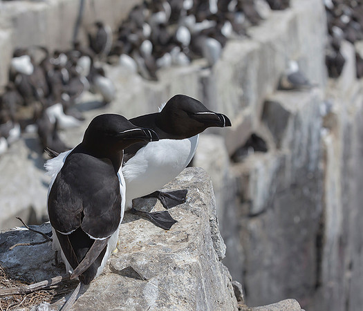 815 Alk, Farne Eilanden 15-06-2019, S1A7119