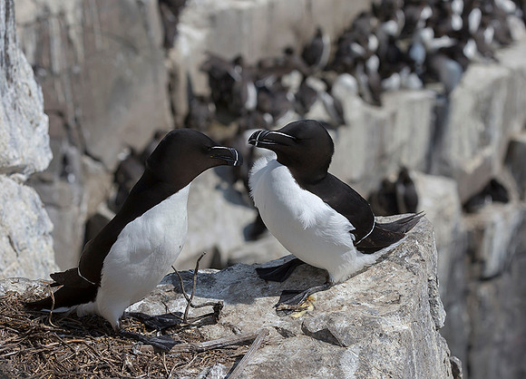 814 Alk, Farne Eilanden 15-06-2019, S1A7107 b