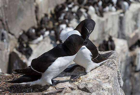 826 Alk, Farne Eilanden 15-06-2019, S1A7109 b