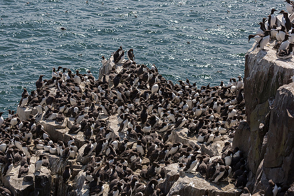 830 Zeekoet, Farne Isles 15-05-2019, S1A7184