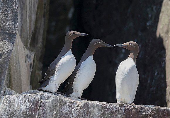 816 Zeekoet, Farne Isles 15-05-2019, 16A2183 II b