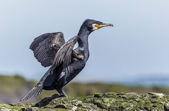 820 Aalscholver, Farne Eilanden 15-06-2019, S1A6623 IV