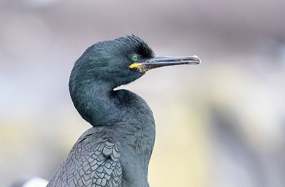 815a Kuifaalscholver, Farne Eilanden 15-06-2019, 16A3151