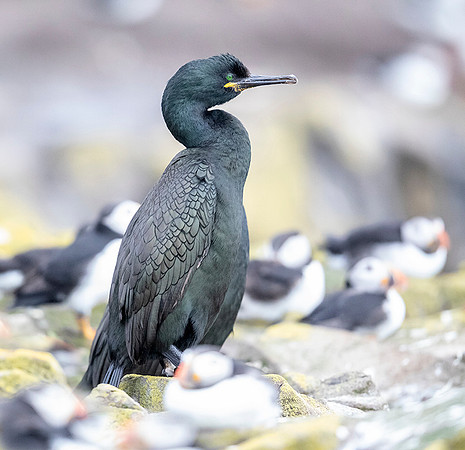 815 Kuifaalscholver, Farne Eilanden 15-06-2019, 16A3151