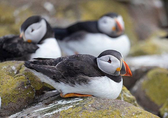 834 Papegaaiduiker, Farne Isles 15-05-2019, 16A3048