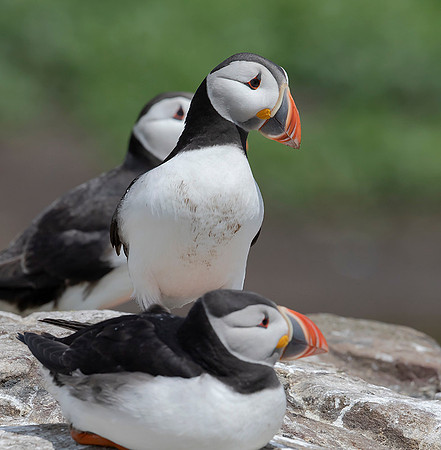 835 Papegaaiduiker, Farne Isles 15-05-2019, 16A3229