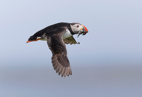 835 Papegaaiduiker, Farne Isles 15-05-2019, 16A3048