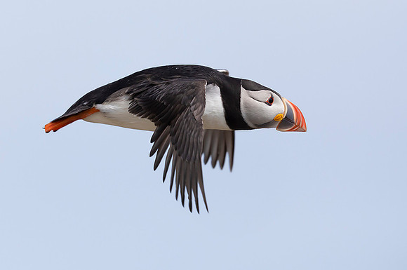 828 Papegaaiduiker, Farne Isles 15-05-2019, 16A3378 - kopie