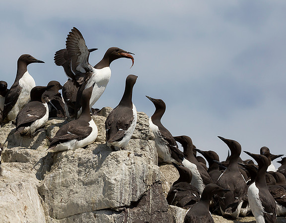 833 Zeekoet, Farne Isles 15-05-2019, S1A6845