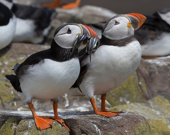836 Papegaaiduiker, Farne Isles 15-05-2019, S1A7061