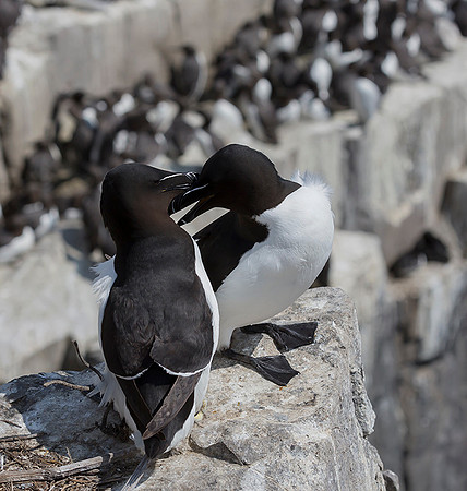 810 Alk, Farne Eilanden 15-06-2019, S1A7113 b-Hersteld