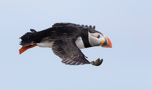 829 Papegaaiduiker, Farne Isles 15-05-2019, 16A3379 - kopie