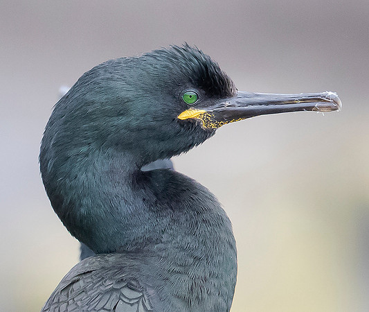 839 Kuifaalscholver, Farne Eilanden 15-06-2019, 16A3152