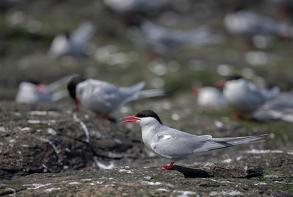 840 Noordse Stern, Farne Isles, 15-05-2019, 16A2957 - kopie