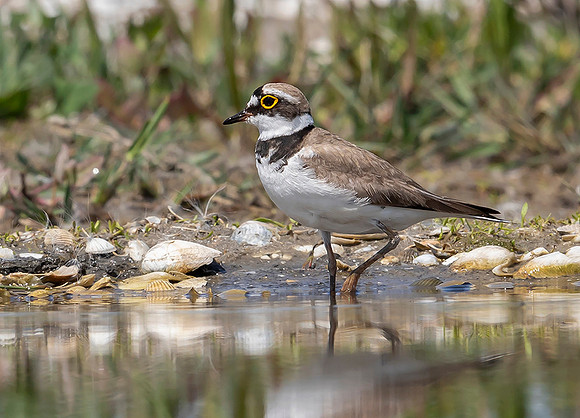 843 Kleine Plevier, Marker Wadden 18-06-2019, 16A5146 - kopie