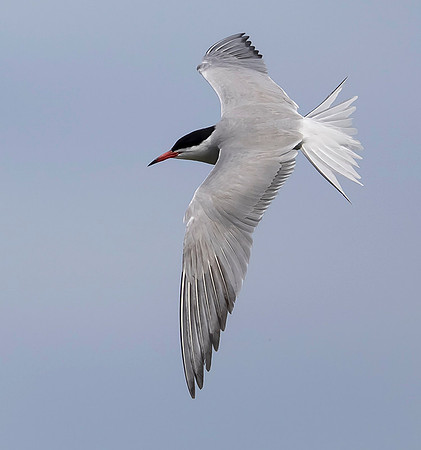 844 Visdief, Marker Wadden 18-06-2019, 16A4479 - kopie