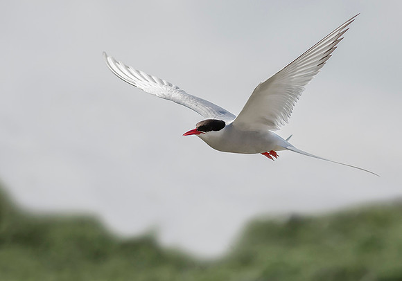 841 Noordse Stern, Farne Isles, 15-05-2019, S1A7326 - kopie