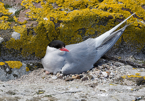 842 Noordse Stern, Farne Isles, 15-05-2019, S1A7469 - kopie