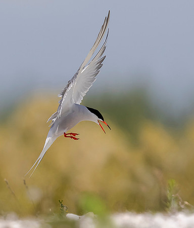 845 Visdief, Marker Wadden 18-06-2019, 16A5039 - kopie