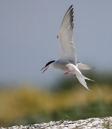 846 Visdief, Marker Wadden 18-06-2019, 16A5156 - kopie