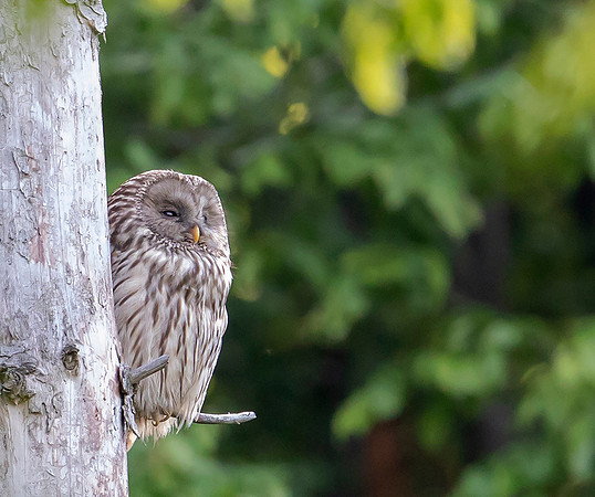 847 Oeraluil, Bükk Nationaal Park, 16-05-2019, 16A8522 - kopie