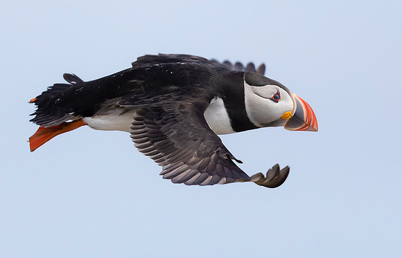 848 Papegaaiduiker, Farne Isles 15-05-2019, 16A3379 - kopie