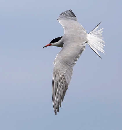 844 Visdief, Marker Wadden 18-06-2019, 16A4479 - kopie