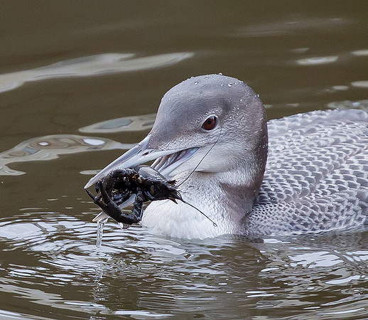 849 IJsduiker, Den Haag, 13 januari 2016, S1A4370 2b - kopie