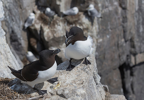 853 Alk, Farne Eilanden 15-06-2019, S1A7094 +