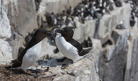 854 Alk, Farne Eilanden 15-06-2019, S1A7107 II