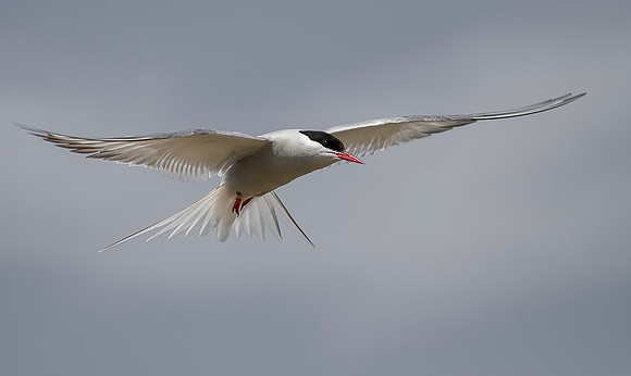 856 Noordse Stern, Farne Isles, 15-05-2019, S1A7312 II