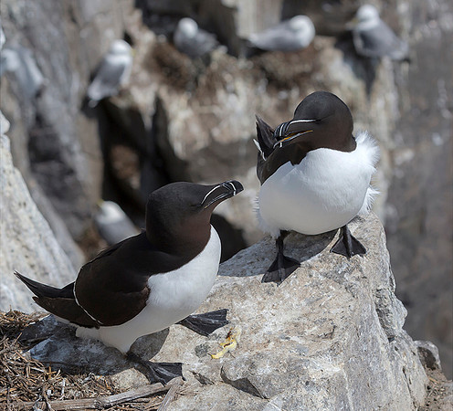 860 Alk, Farne Eilanden 15-06-2019, S1A7095 II - kopie