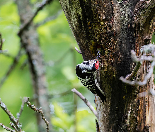 857 Kleine Bonte Specht ♂, Saly-Lator, Hongarije 15-05-2019, 16A8144 II - kopie