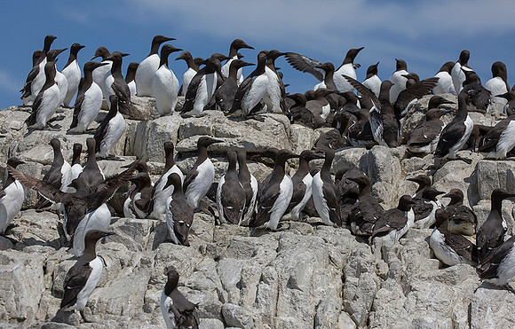 865 Zeekoet, Farne Isles 15-05-2019, S1A6669 - kopie