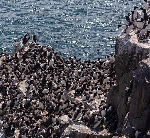 866 Zeekoet, Farne Isles 15-05-2019, S1A7184 - kopie